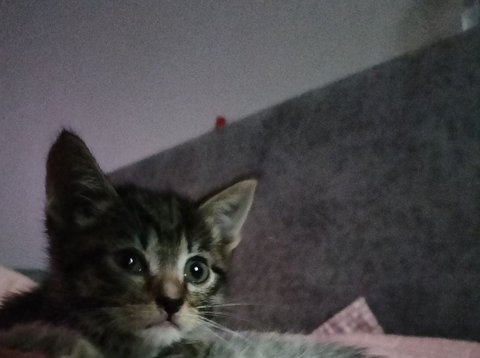 Котенок, мальчик