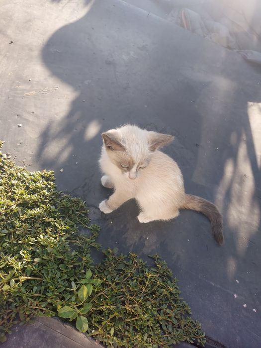 Отдам бесплатно котят