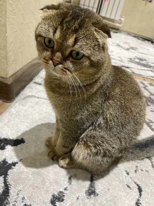 Vyazka uchun erkak Mushuk