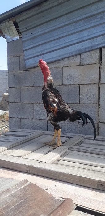 Бойцови даканжужик