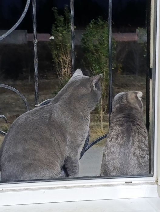 Skottish strayt toza zot