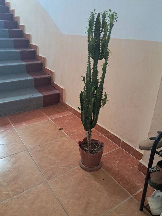 Гул сатылады кактус