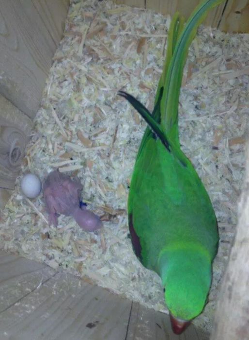 Продаётся парочка Александрийский попугай