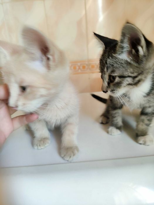 Отдам бесплатно котят