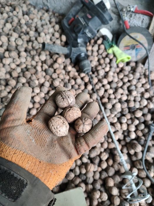 Орехи yonĝoqlar oq maĝiz