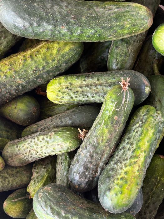 Продам хрустящие огурчики местные ( г. Актобе).