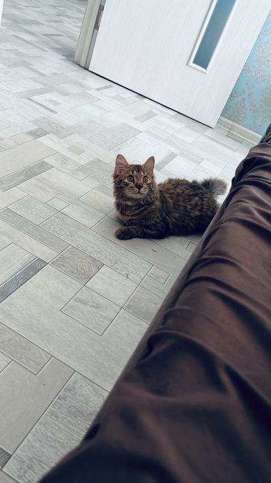 отдам кота в хорошие руки