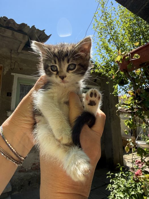 5 котенца търсят нов дом