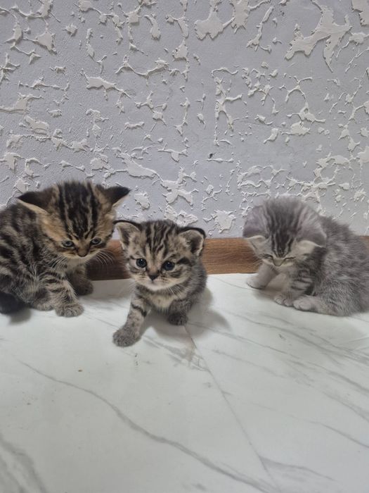 Продам котят Британской паровой