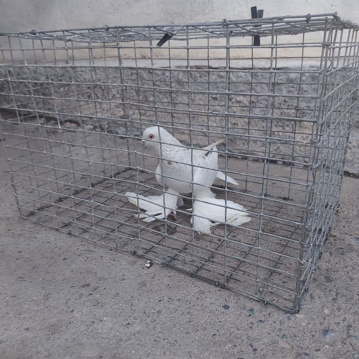 Буси самец тяга лет с игрой