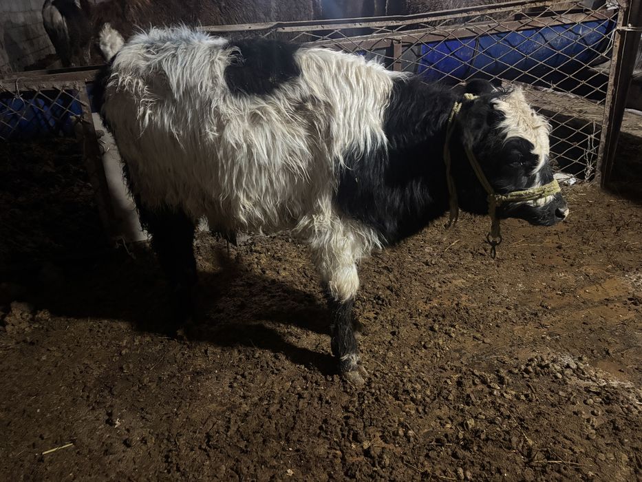 Еркек баспактар 7