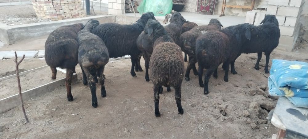 Кузи Кучкорлар сотилади 8 10 ойлик киргизистан сони 10та еб ичиши зор.