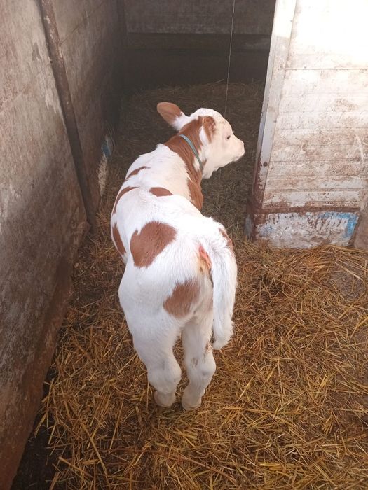 Vând vitea bălțat