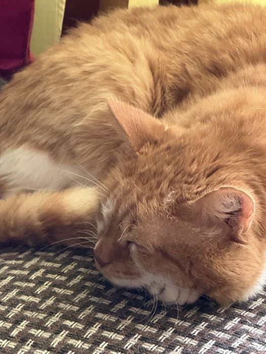 Отдам кота в добрые руки