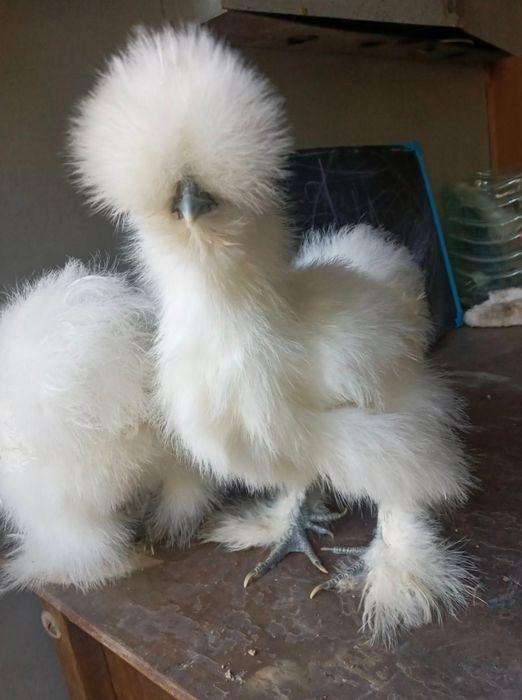 Сотилади шолк японлар 5 панжа кора куз