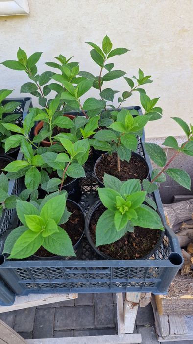 Метельчатые гортензии