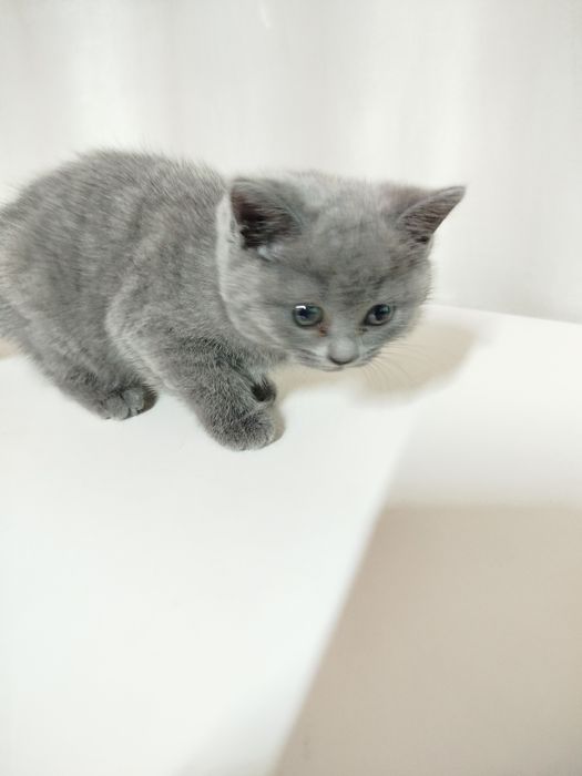 Продаются котята