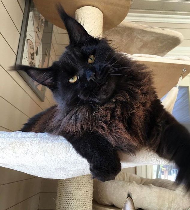 Мейн Кун кошка черная