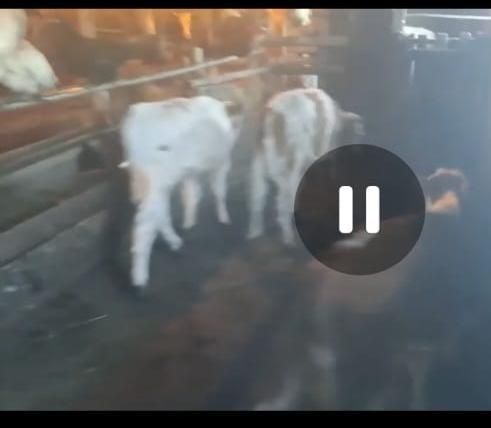 Еркек бұзаулар сатылады