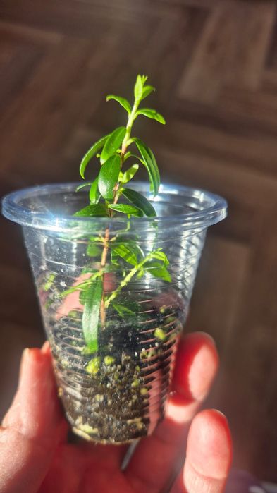 Мирт укоренённые черенки