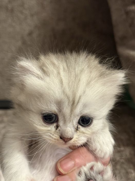 Котята вислоушки британцы