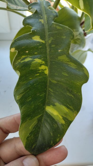 крупномеры филодендроны сортовые, монстеры, сингониумы, эпипремнумы