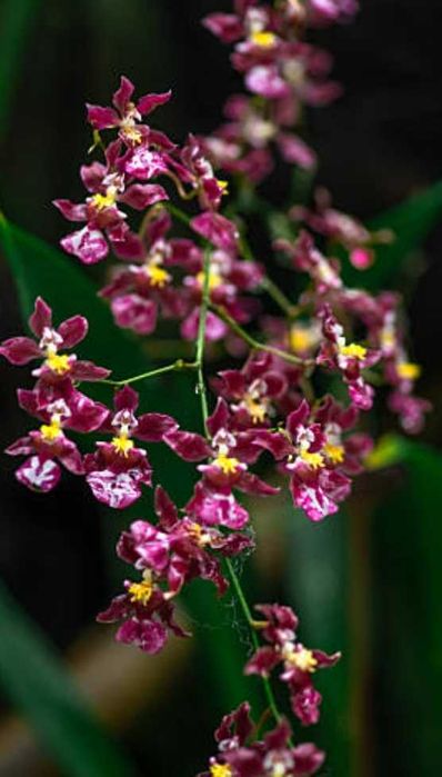 Орхидея онцидиум темный цвет