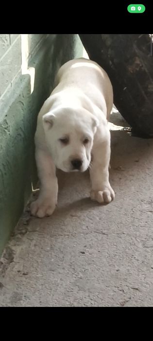 Алабай # щенки #