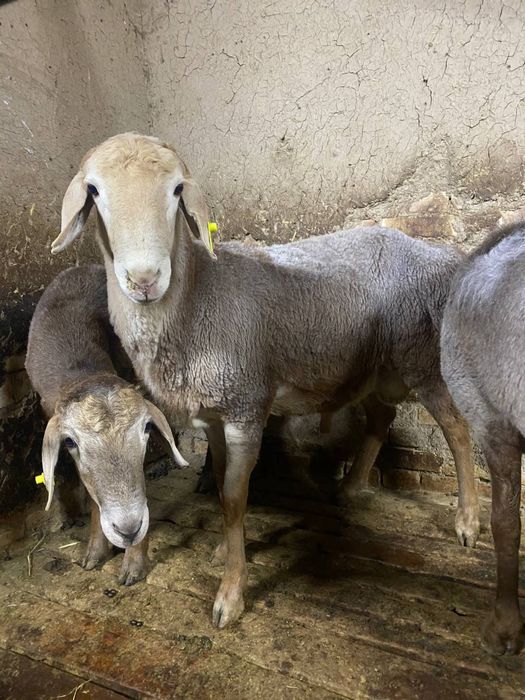 Aqiqa va qurbonlik uchun qoylar bor