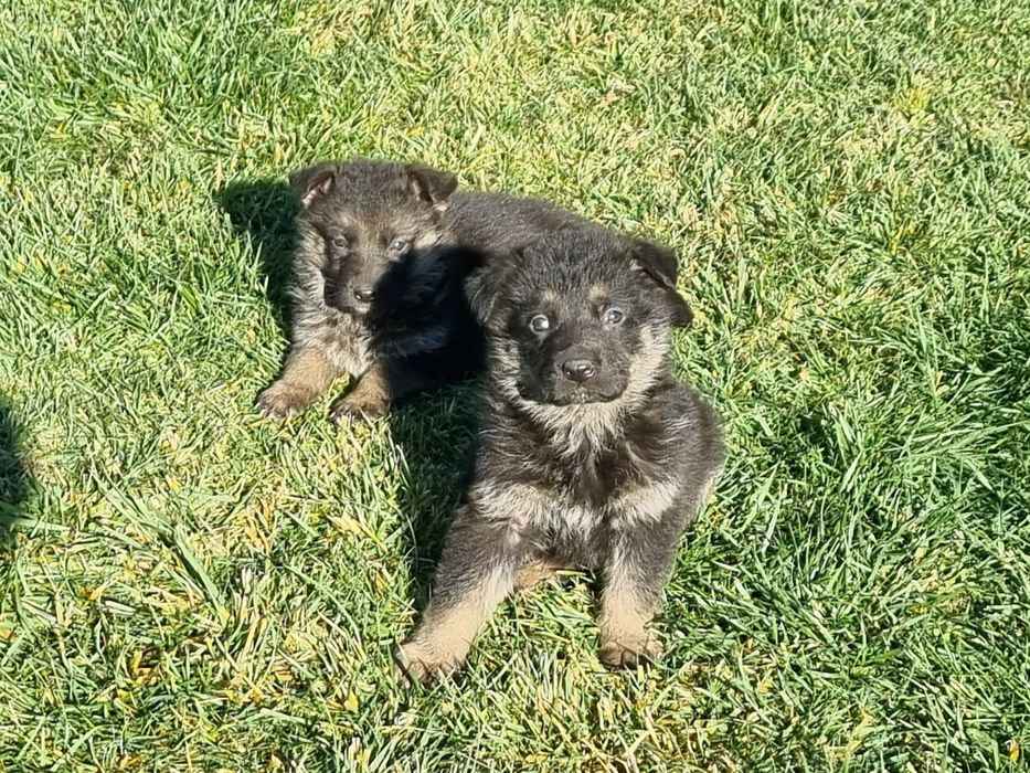 Малки немски овчарки