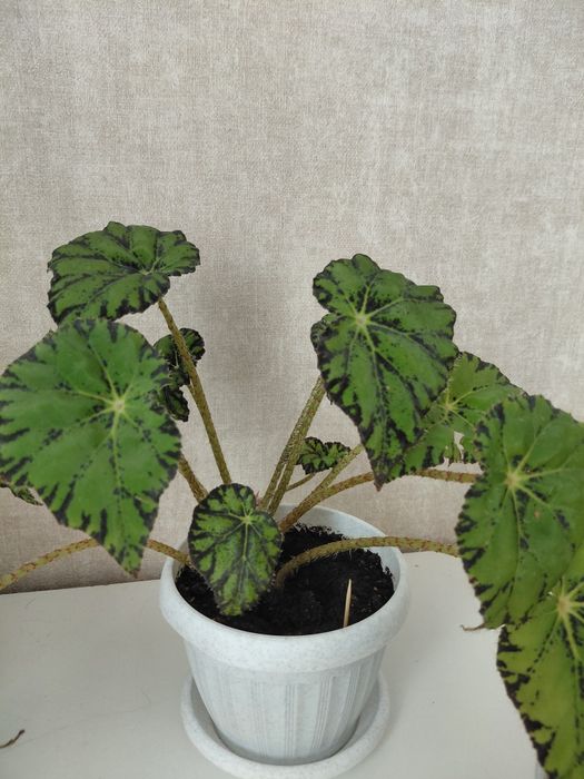 Комнатные цветый разные 1000