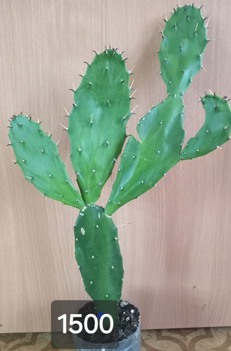 комнатные растения