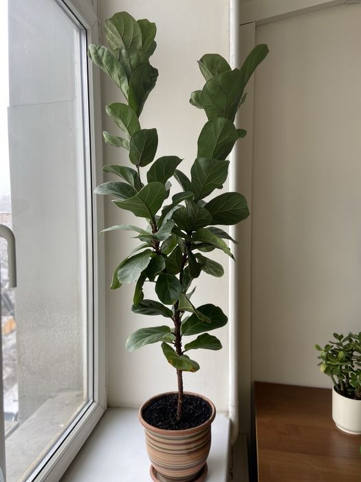 Фикус лирата 120 см.