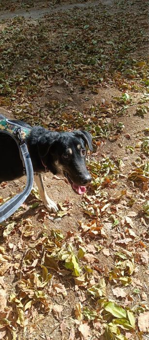 щенок в добрые руки, бесплатно