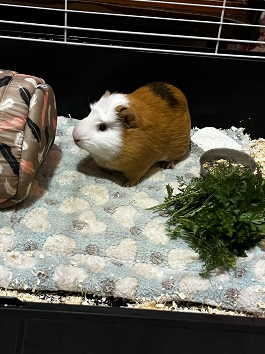 Porcusor de guineea