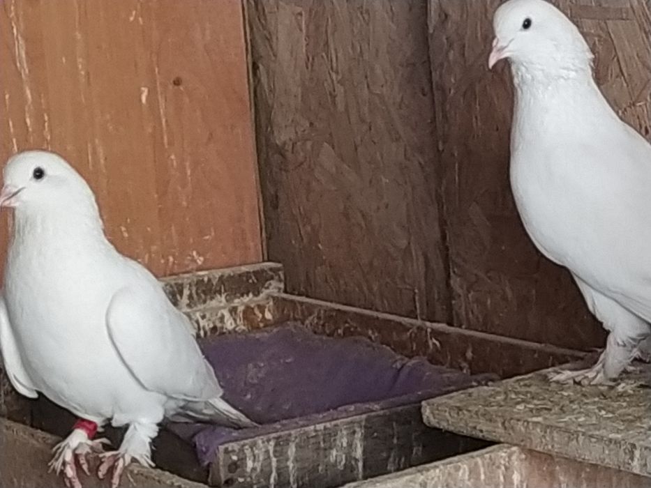 Молодые Самцы Такла