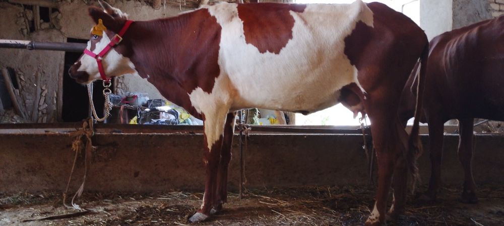 Ona bola sigir sotiladi kafolati bilan