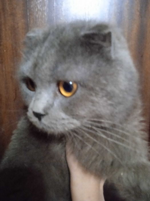 Веслоухий кот с золотыми глазами, 1 гнод, кастрат.