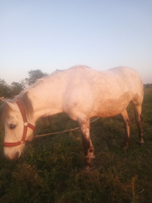 Vînd iapa are 8 ani