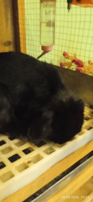 Срочно! Декоративный кролик