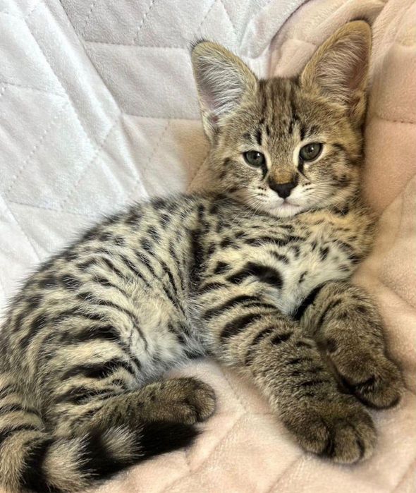 Отдам котят в добрые руки