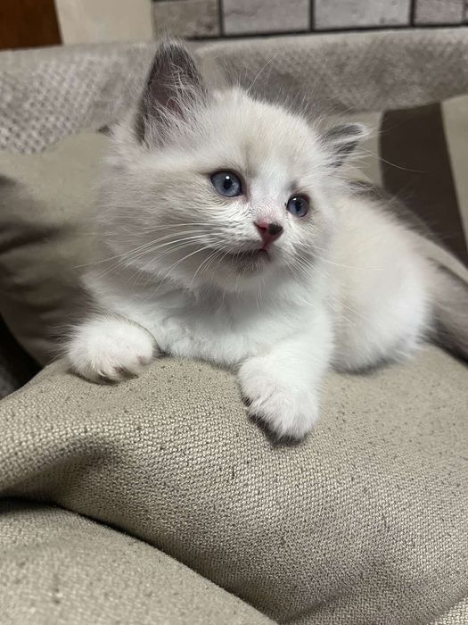 Мъжко коте Регдол