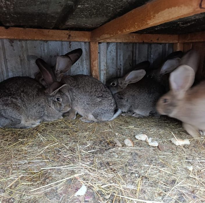 Продам  Кроликов