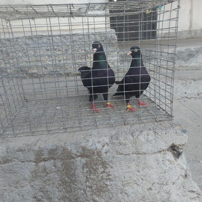 Жук Иран пара гатовый лет с игрой