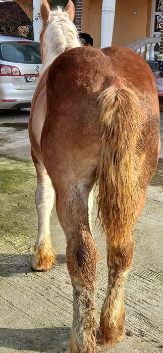 Vând Mânz De 5 Luni