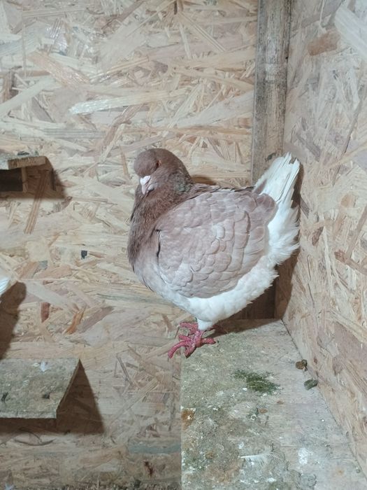 Schimb porumbei king