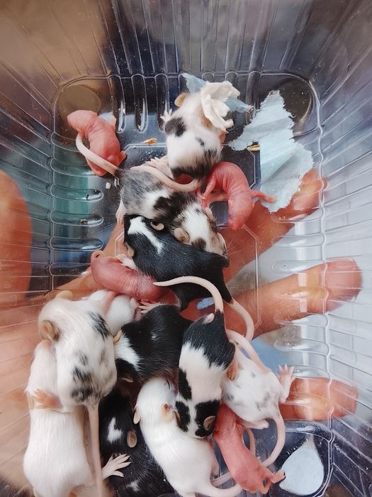 В продаже дикаративные мышки