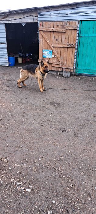 Щенки немецкой овчарки