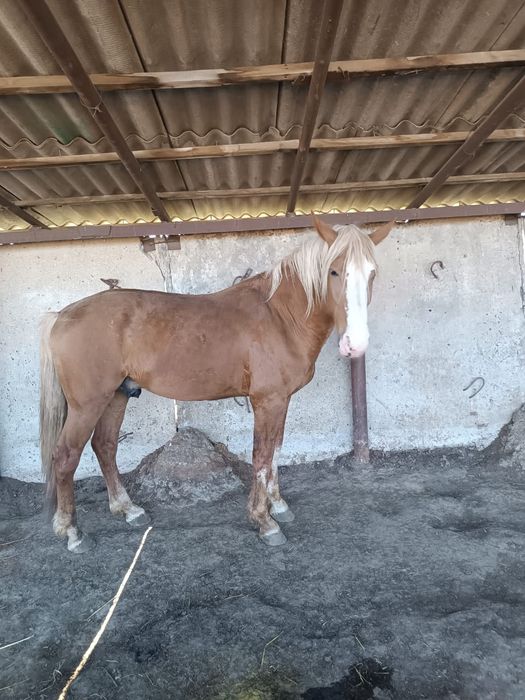 Продается жеребец БАРОН  5 лет