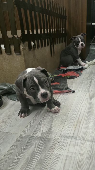 Американско Покет Були